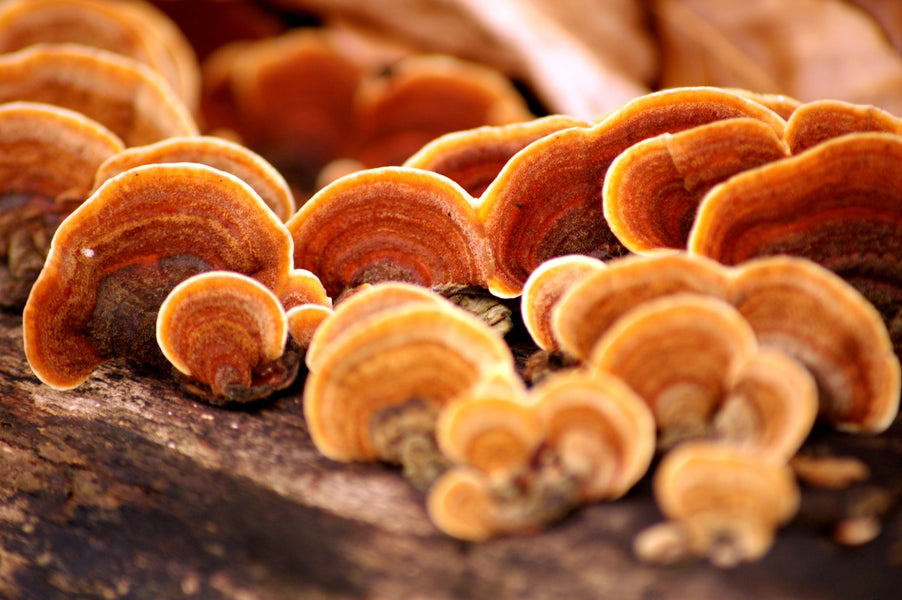 The Beauty of Adaptogenic Mushrooms